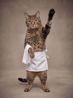Your cat in the waiter's apron