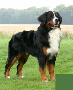 The dog