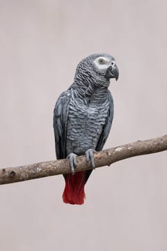 Your animal