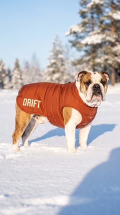 Your dog in the jacket