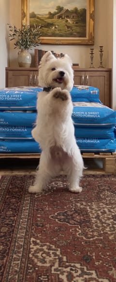 Dog 1, up on its hind legs