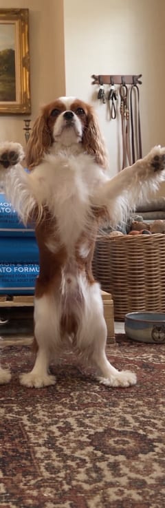Dog 2, up on its hind legs