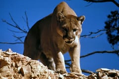 Animal reference image
