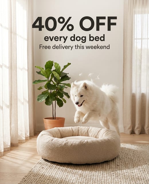 Offer ad: a Samoyed flopping into a round dog bed