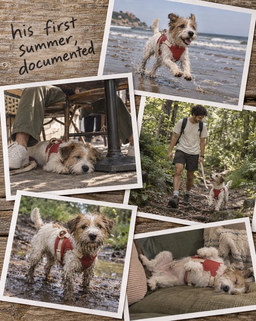 Photo dump ad: five summer snapshots of a terrier