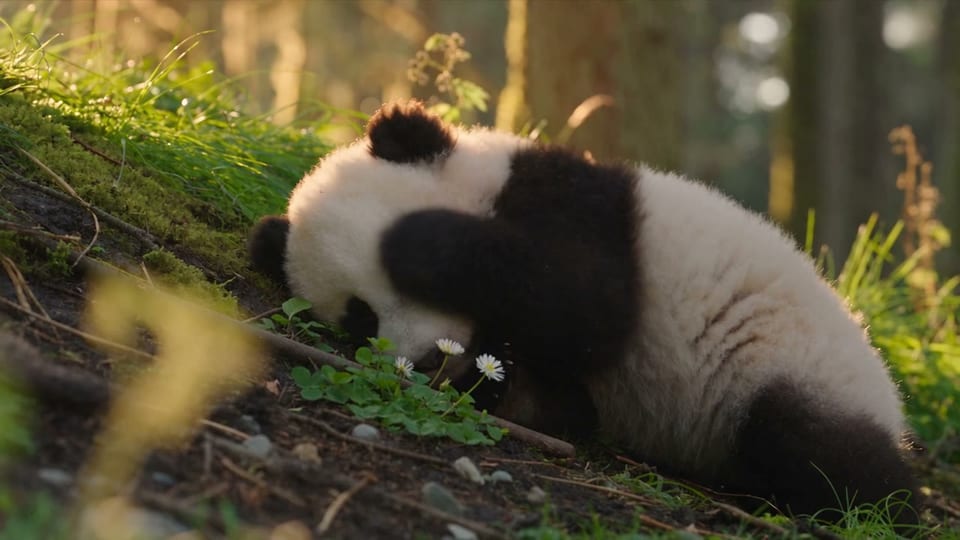 Panda Cub in Morning Light