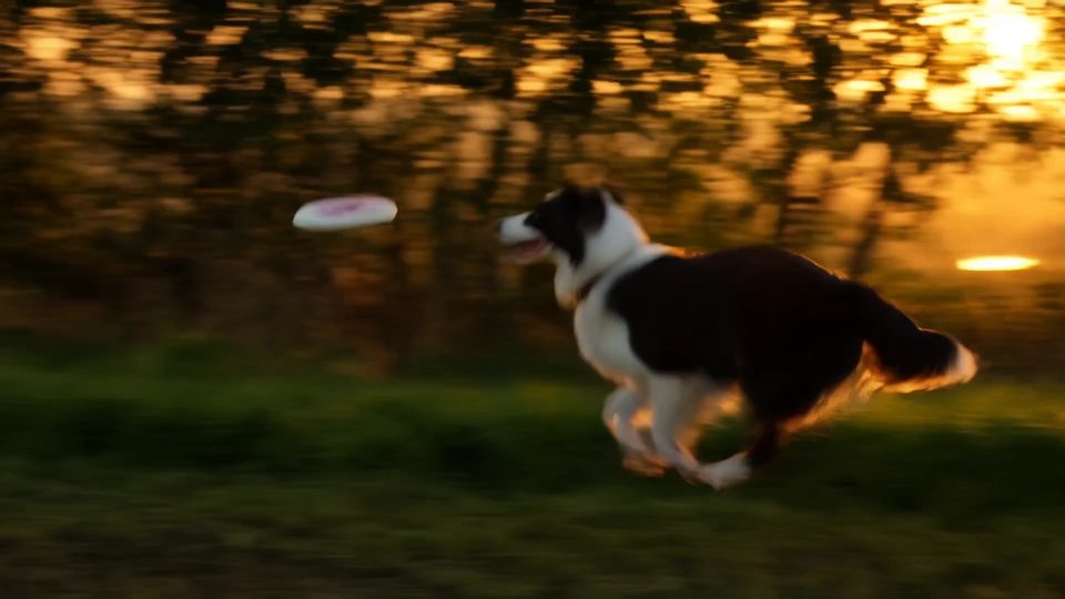 The catch