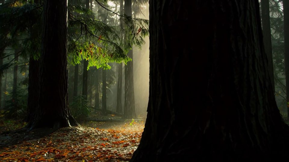 Rain through the canopy