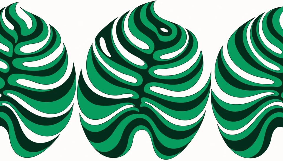 Flat monstera, three leaves