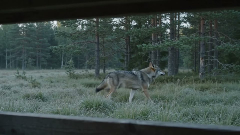 The wolf in the clearing