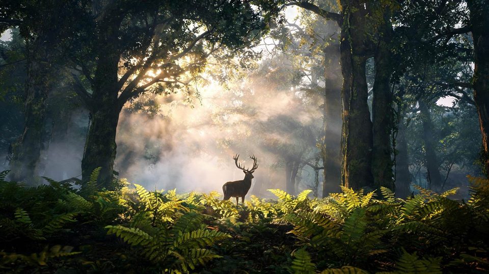 Stag in the mist