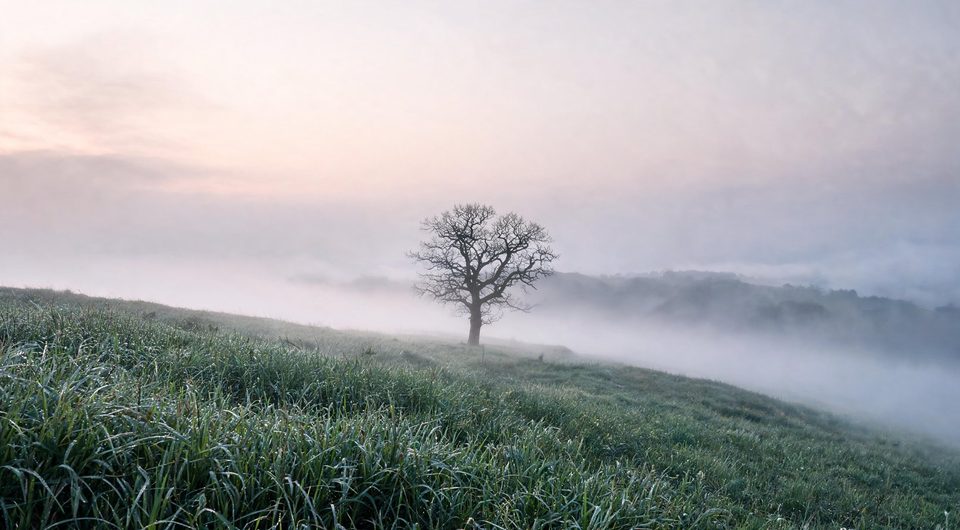 Oak above the fog