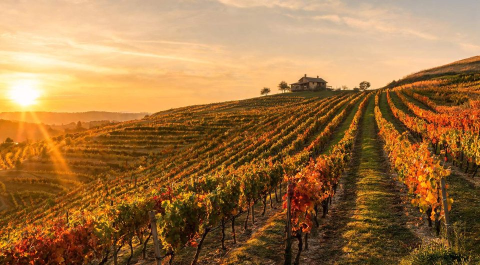 Vineyard in autumn