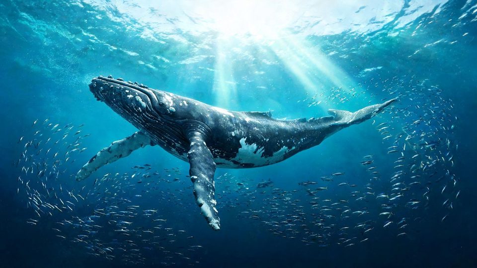 Whale and bait ball