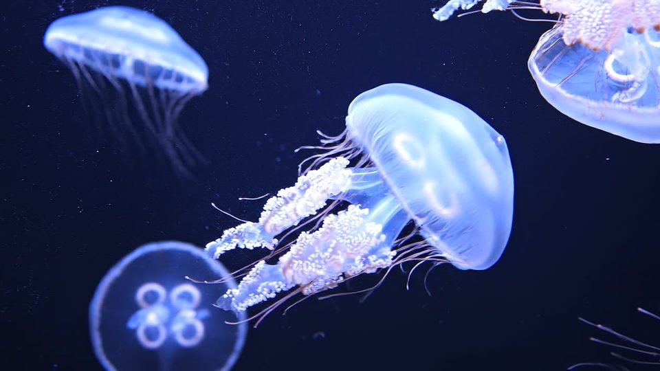 Moon jellyfish, backlit