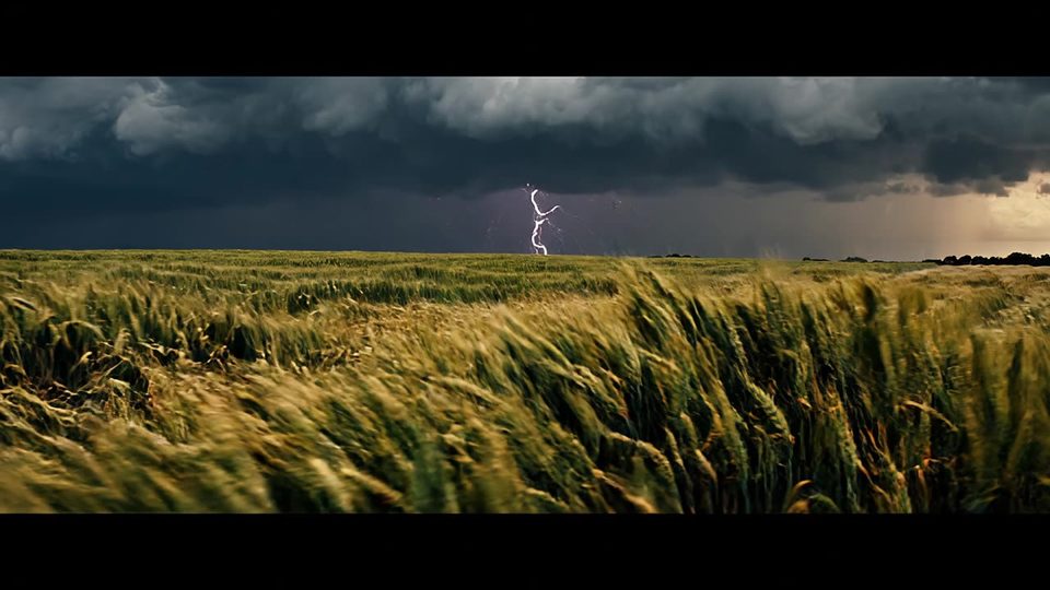 Wheat under the storm