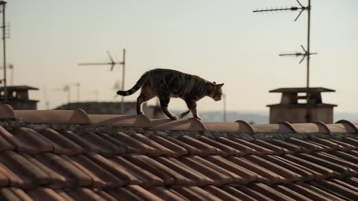 Cat on a tile roof